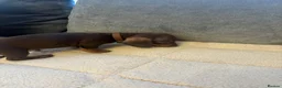 Miniature Dachshund dogs for sale: Miniature dachshund  - Advert 5