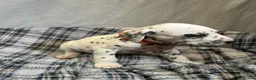Dalmatian dogs for sale: Dalmatian puppies  in Okehampton - Advert 13