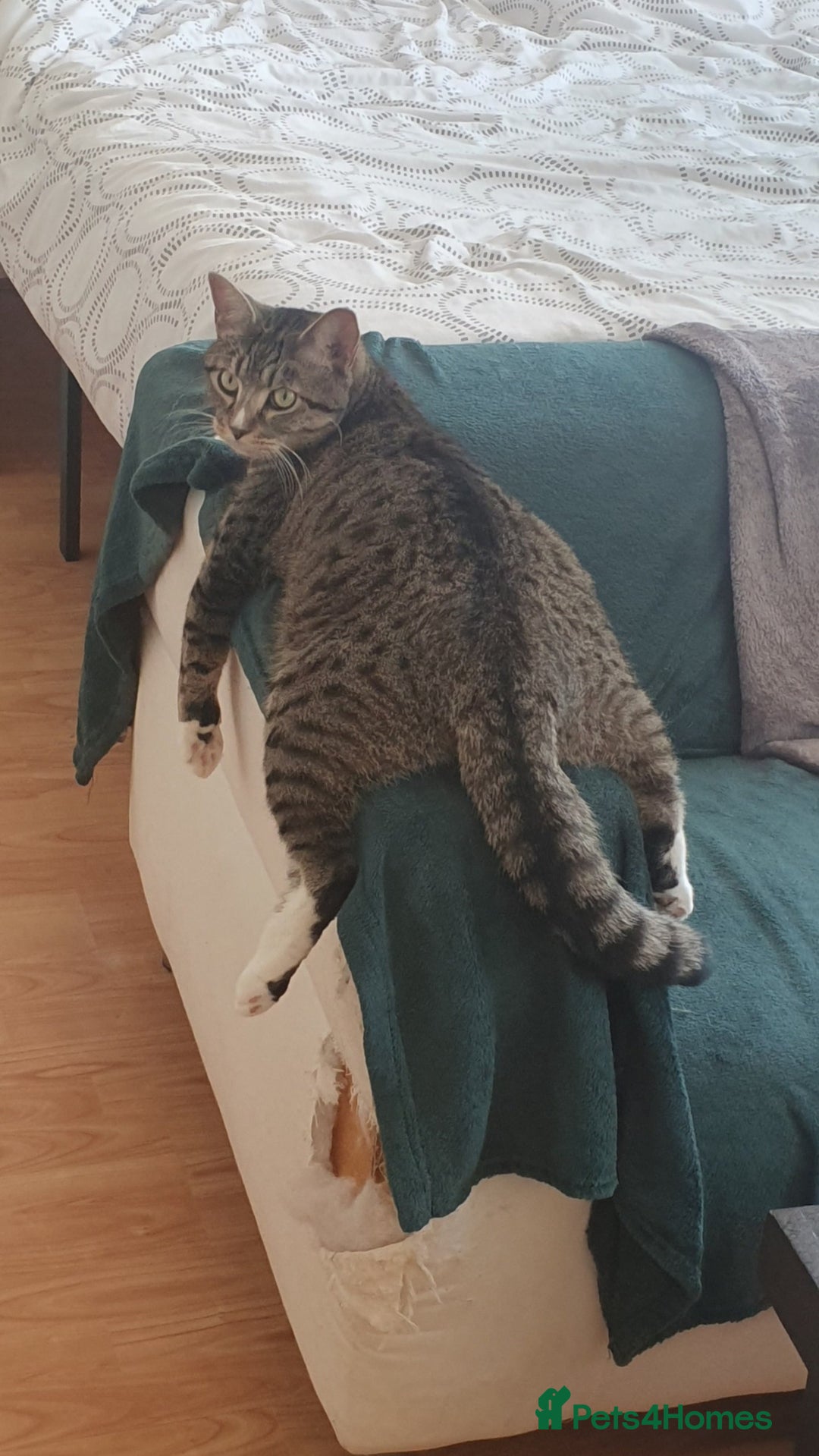 Mixed Breed cats for sale: Beautiful Neutered Tabby Cat – Ready for New Home - Advert 3