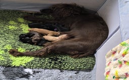 Cockapoo dogs for sale: Adorable Cockapoo puppies  - Image 8