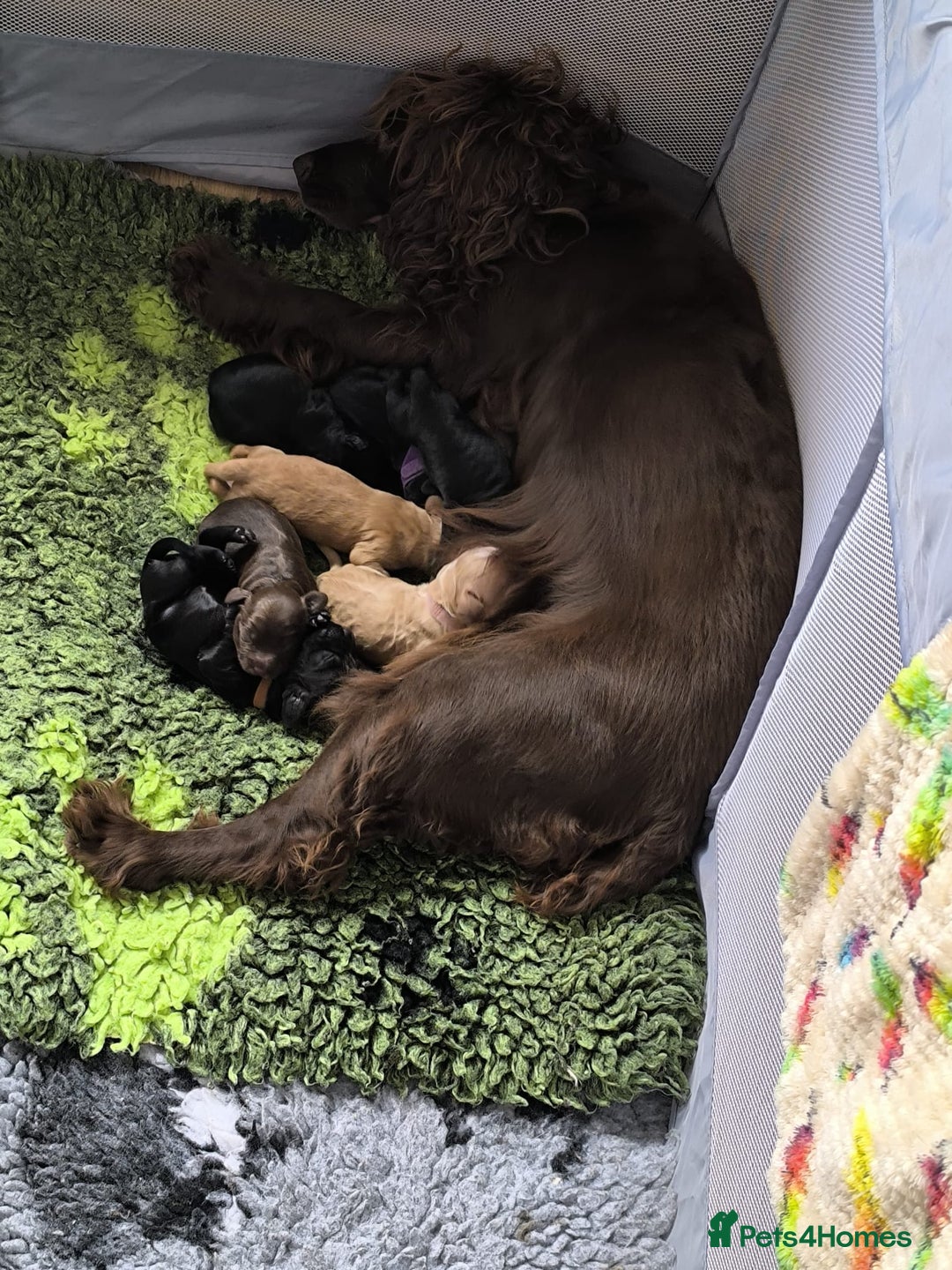 Cockapoo dogs for sale: Adorable Cockapoo puppies  - Image 8