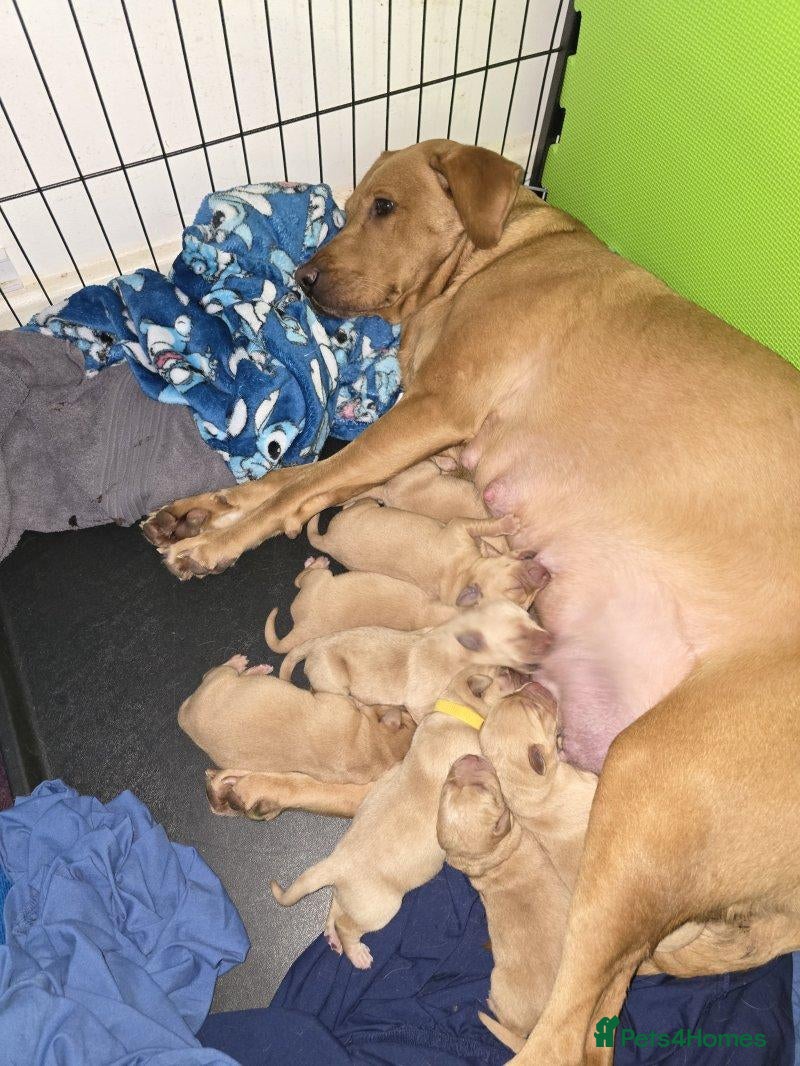 Labrador Retriever dogs Beautiful Labrador Retriever Puppies for sale. - Advert 1