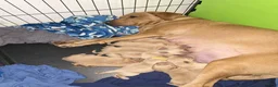 Labrador Retriever dogs for sale: Beautiful Labrador Retriever Puppies for sale. - Advert 1