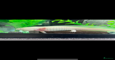 Axolotl reptiles - Advert 5