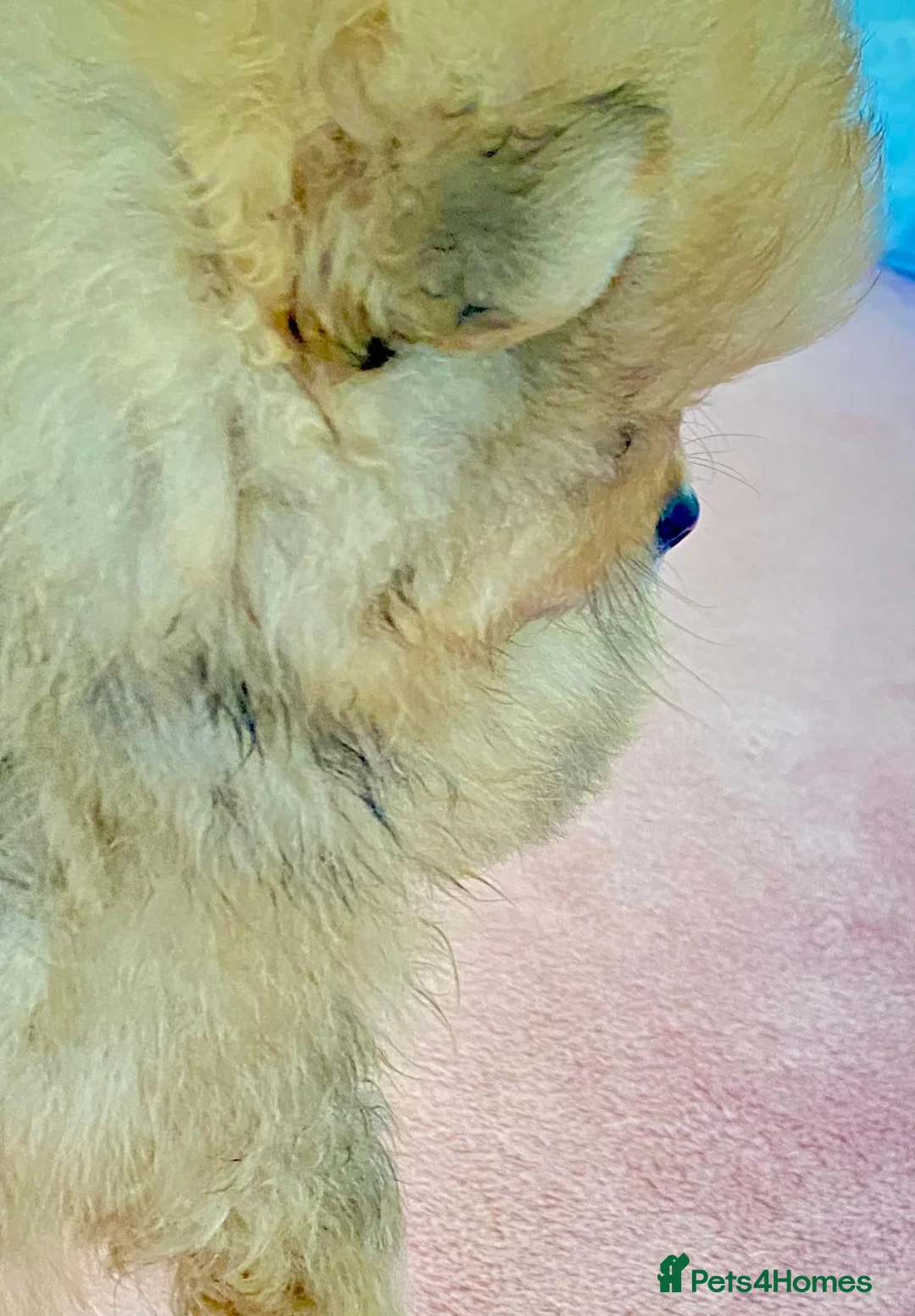 Pomeranian dogs for sale: Ready to go Luxury Pomeranian  - Advert 22