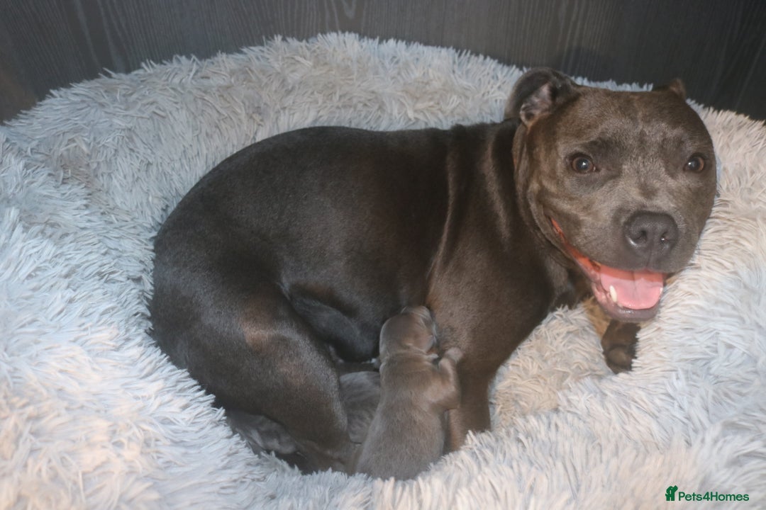 Staffordshire Bull Terrier dogs for sale: pure blue Staffordshire bull terriers - Image 9