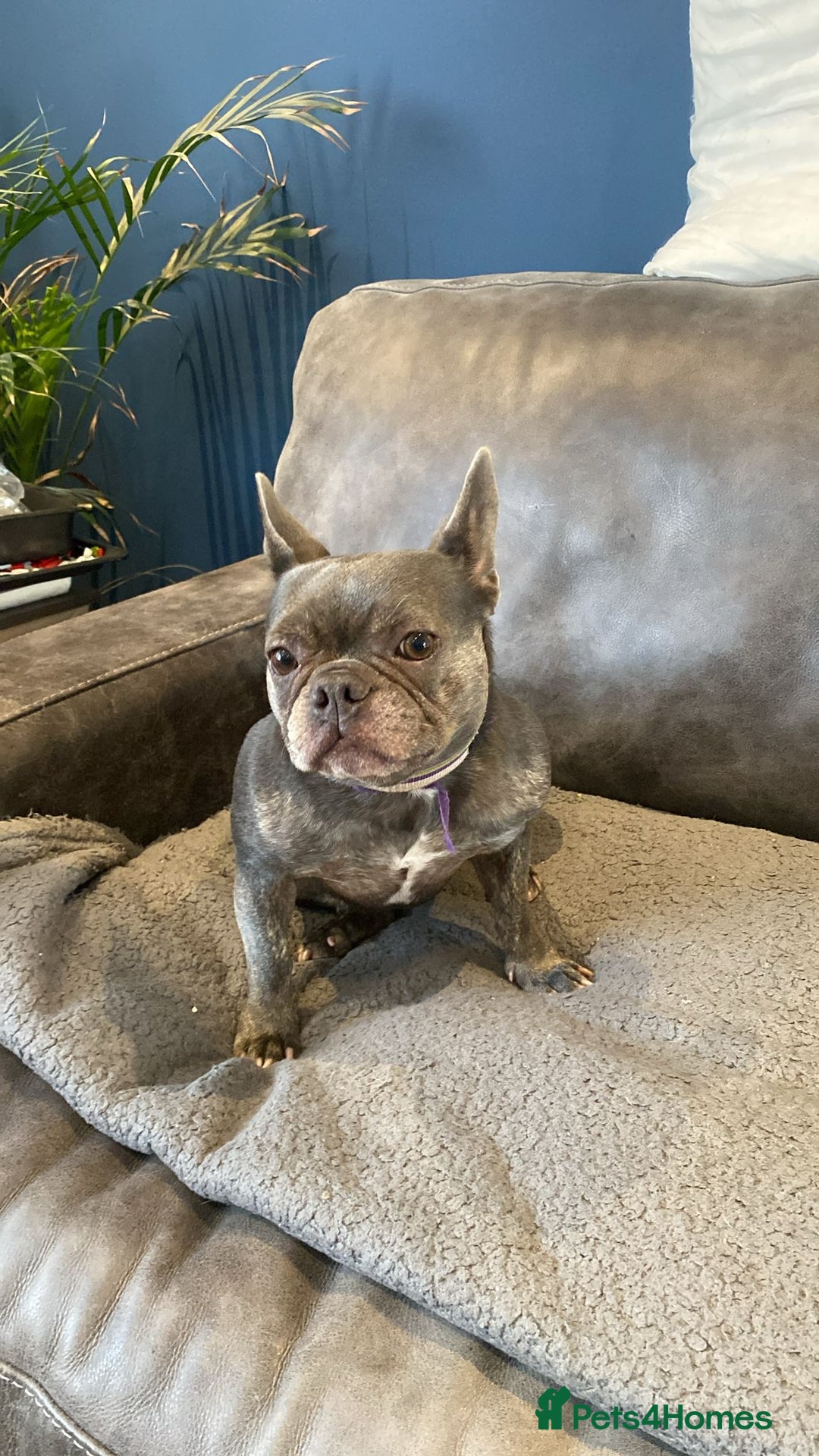 French Bulldog dogs for sale: Bella  - Image 4