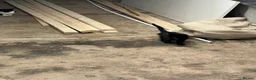 Domestic Shorthair cats for sale: cat and 2 kittens  - Advert 2