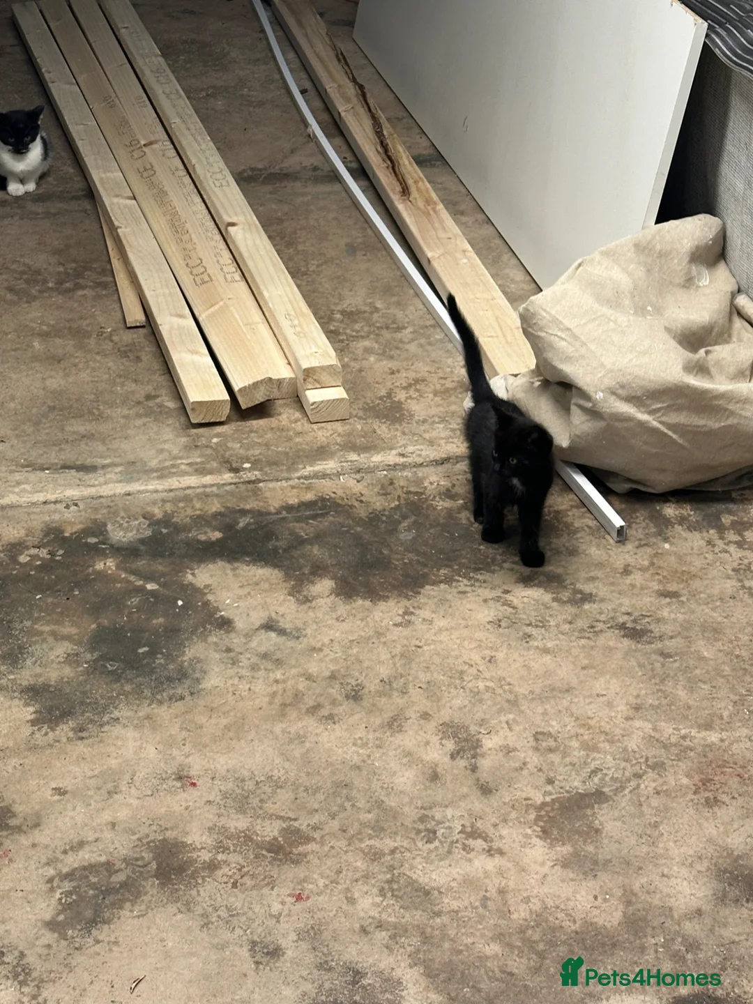Domestic Shorthair cats for sale: cat and 2 kittens  - Advert 2