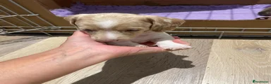 Miniature Dachshund 1