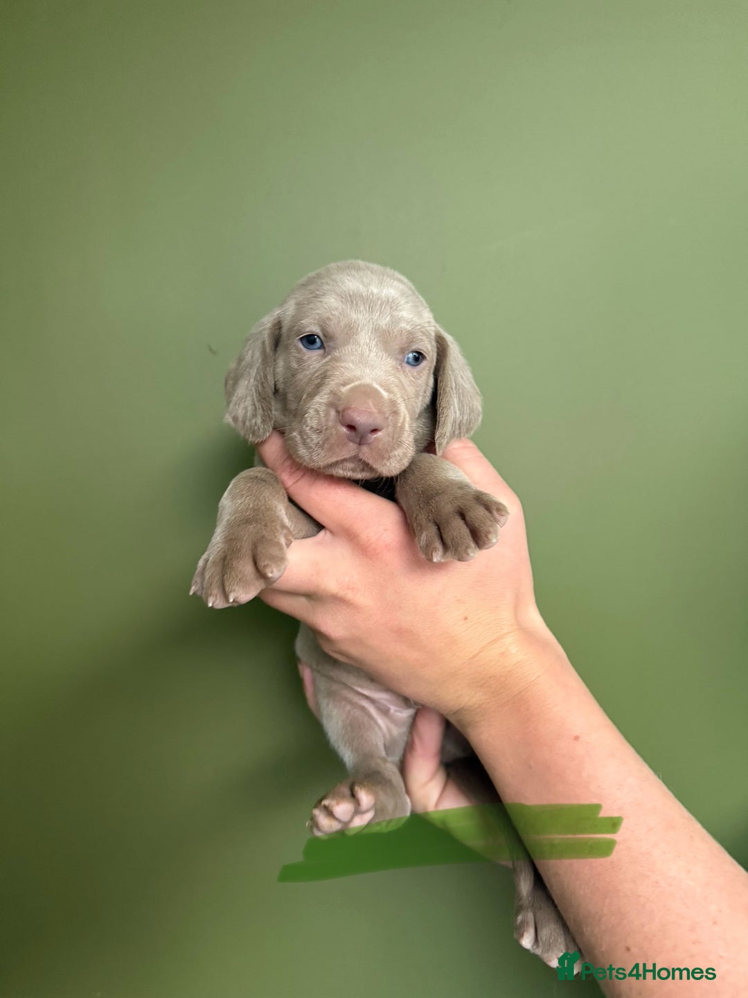 Weimaraner dogs for sale: KC Registered Weimaraner Puppies  - Advert 4