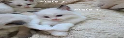 Ragdoll cats for sale: 🔹️🔹️🔹️Purebred Ragdoll kittens🔹️🔹️🔹️ - Advert 7