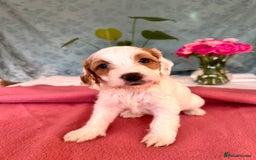 Cockapoo dogs for sale: Cocker Spaniel x Cockapoo Puppies Ready Soon  - Image 26