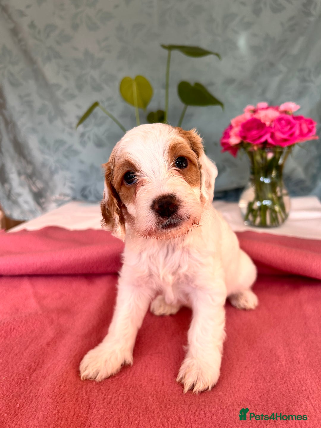 Cockapoo dogs for sale: Cocker Spaniel x Cockapoo Puppies Ready Soon  - Image 26
