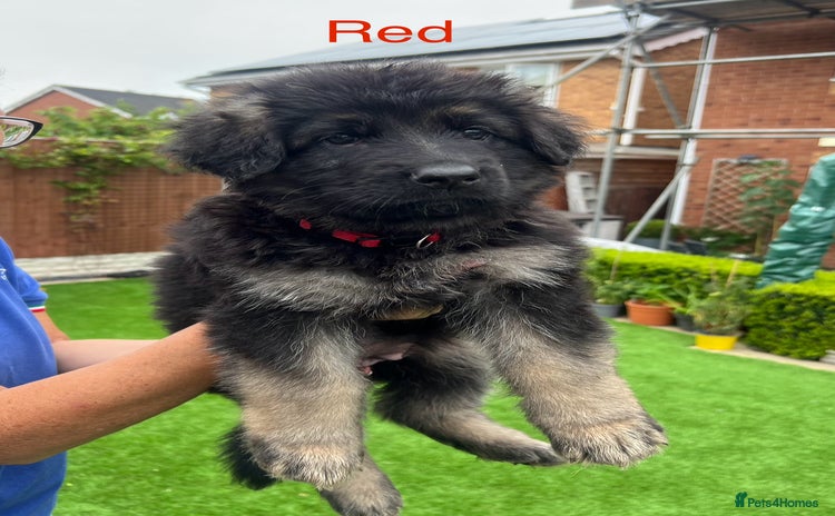 German Shepherd dogs - Advert 2