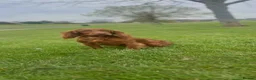 Cocker Spaniel dogs for sale: Dark red cocker pups - Advert 6