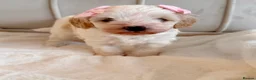 Cavapoochon dogs for sale: Gorgeous Toy Cavapoochons, Health Tested Parents in London - Advert 9