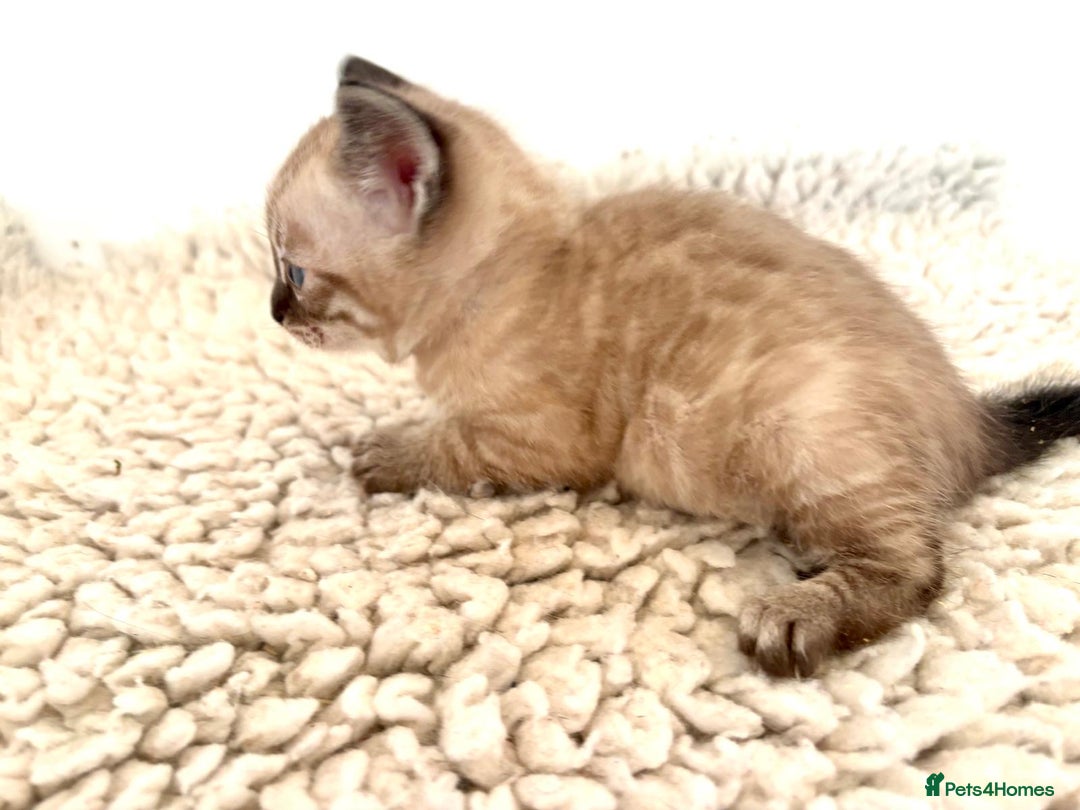 Bengal cats for sale: Seal mink snow & charcoal seal bengal  - Image 18