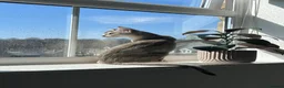 Abyssinian cats for sale: *1 girl left* GCCF - Silver Abyssinian kittens - Advert 19