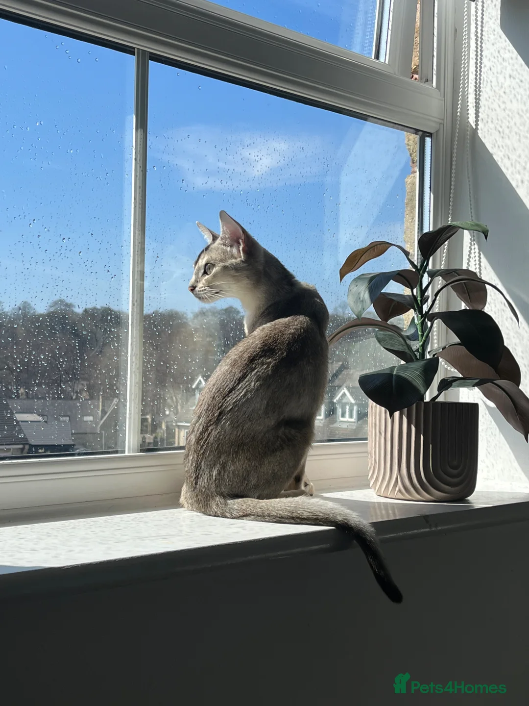 Abyssinian cats for sale: *1 girl left* GCCF - Silver Abyssinian kittens - Advert 19
