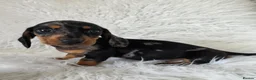 Miniature Dachshund dogs for sale: KC PRA CLEAR DAPPLE BOYS - Advert 12