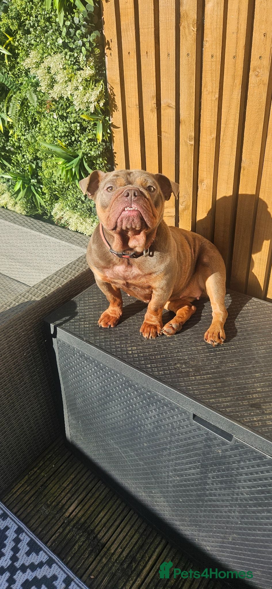 English Bulldog dogs KC registered English Bulldog  - Advert 2