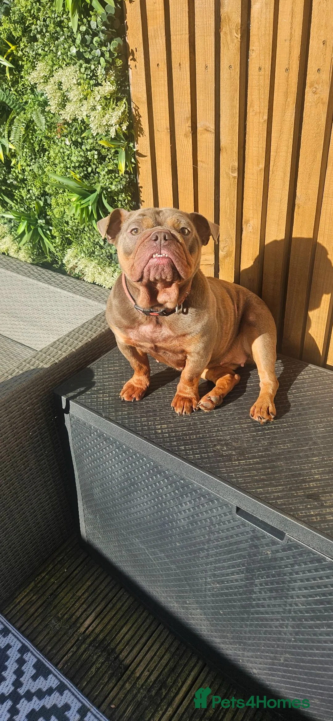 English Bulldog dogs for sale: KC registered English Bulldog  in North Shields - Advert 1