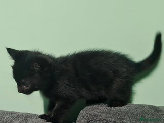 Mixed Breed cats - Advert 3