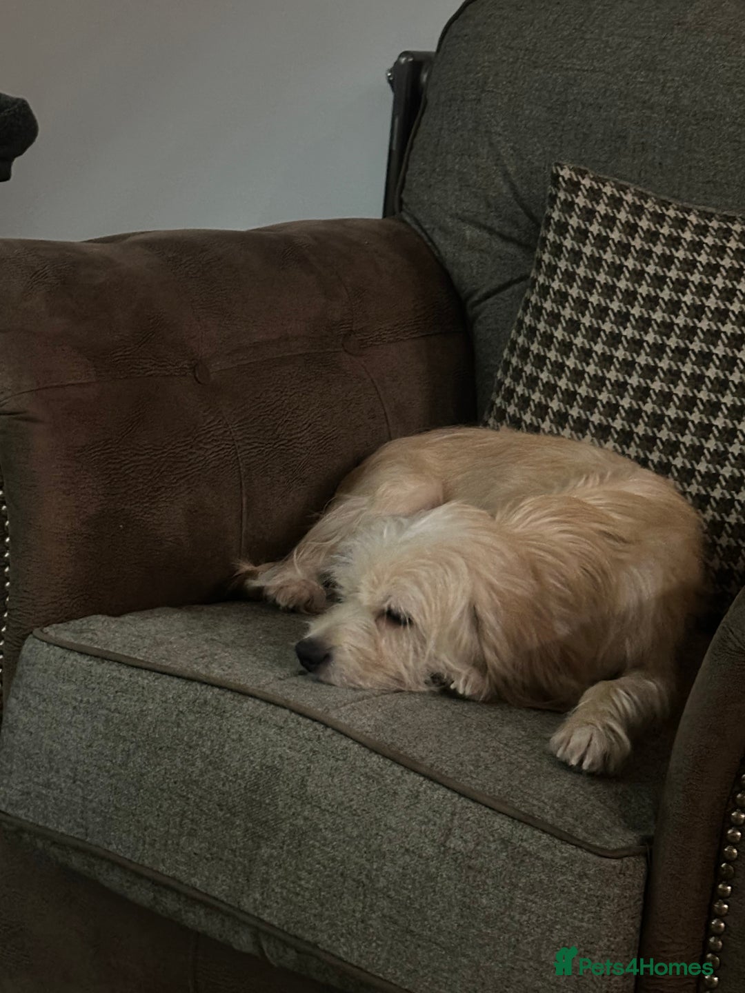 Mixed Breed dogs for sale: Cavapoo Beagle x Miniature Poodle  - Advert 27