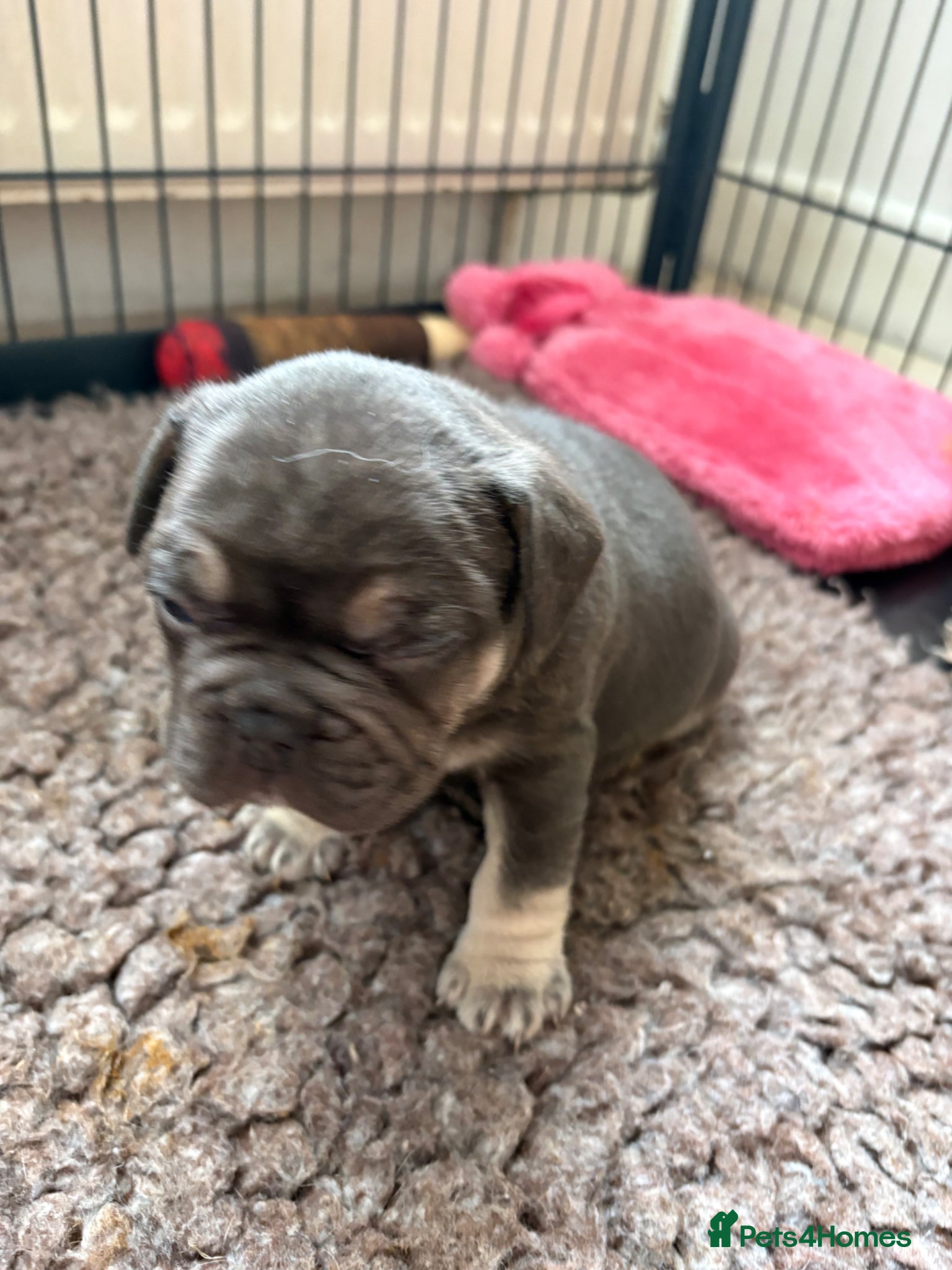 French Bulldog dogs Stunning French bulldogs  - Advert 4