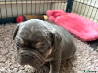 French Bulldog dogs Stunning French bulldogs - Advert 4