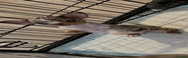 Chihuahua 1