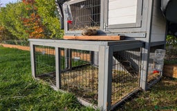 Tan rabbits for sale: Beautiful baby GUINEA PIGS - Image 22