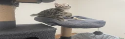 Bengal cats for sale: Bengal X READY NOW  - Advert 7