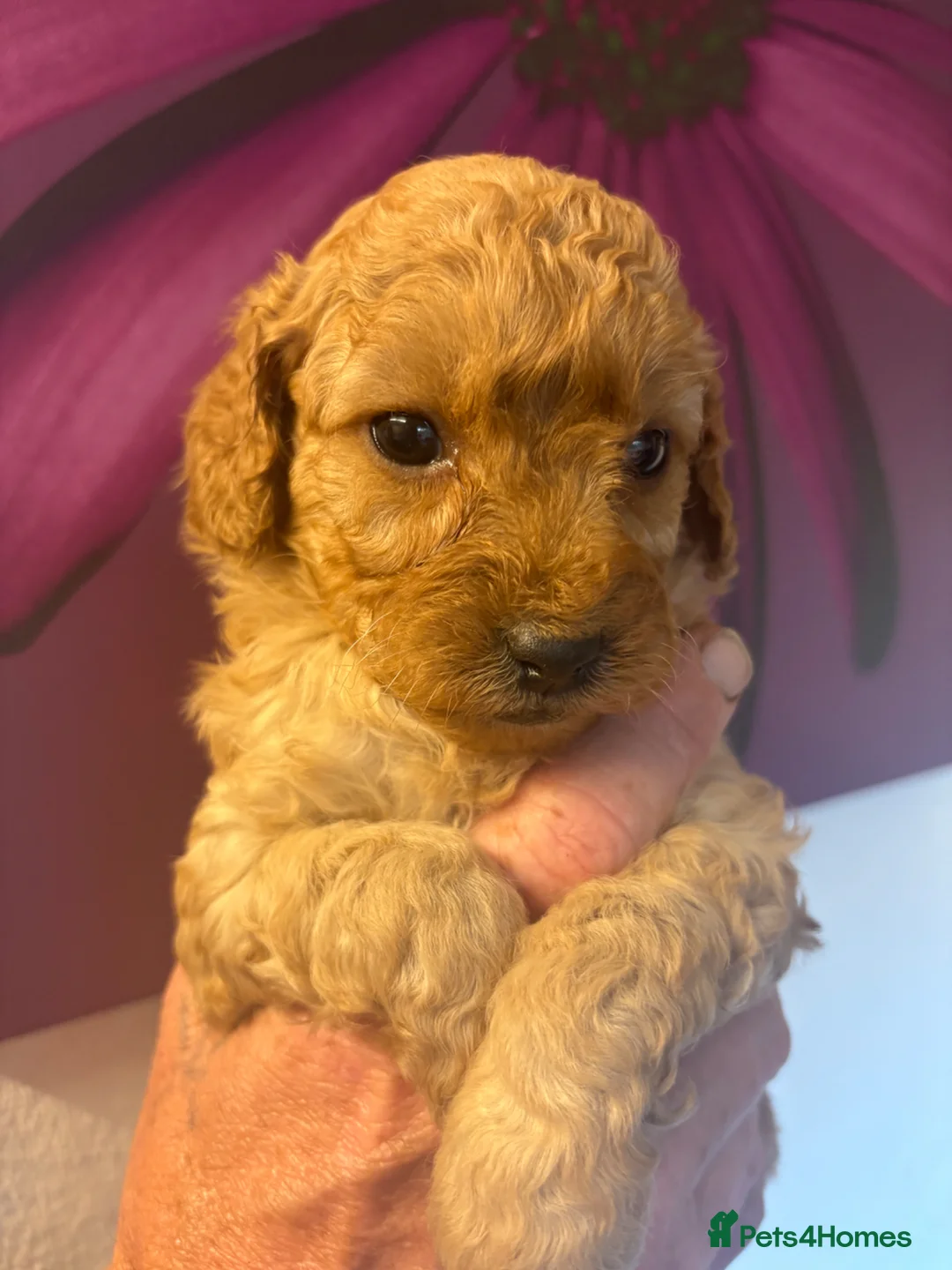 Cockapoo dogs for sale: Cockapoo puppies  - Advert 2