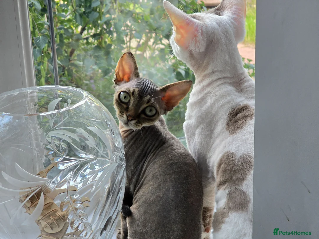 Devon Rex cats for sale: READY NOW Super loving Devon Rex - Advert 28