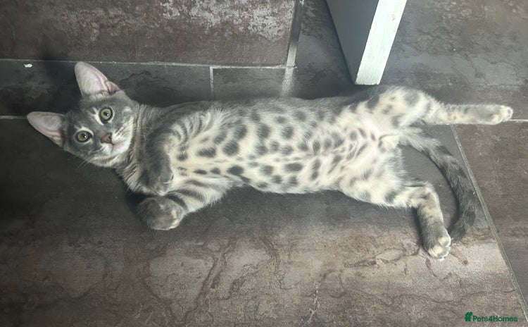 Bengal cats - Advert 4