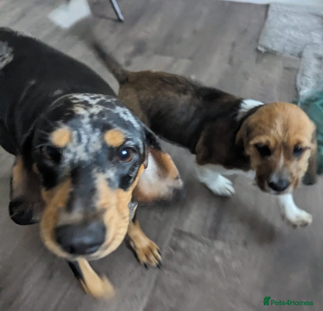 Mixed Breed dogs for sale: Beautiful 5 month old shweenie. Shitzu/dachshund - Advert 6