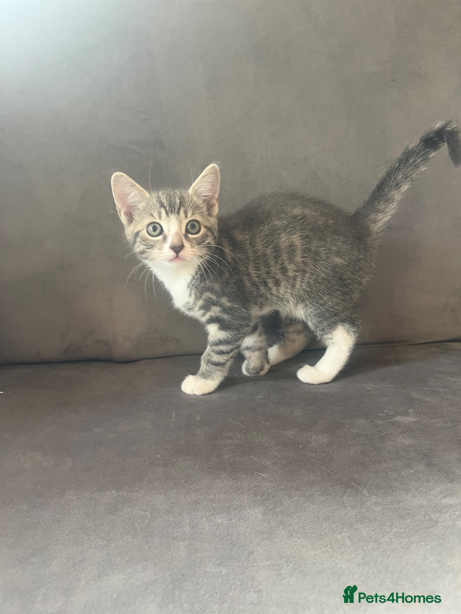 Mixed Breed cats 4 x Adorable Loving Kittens Ready NOW! - Advert 4