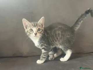 Mixed Breed cats 4 x Adorable Loving Kittens Ready NOW! - Advert 4