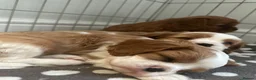 Cavalier King Charles Spaniel dogs for sale: cavalier King Charles spaniels - Advert 3