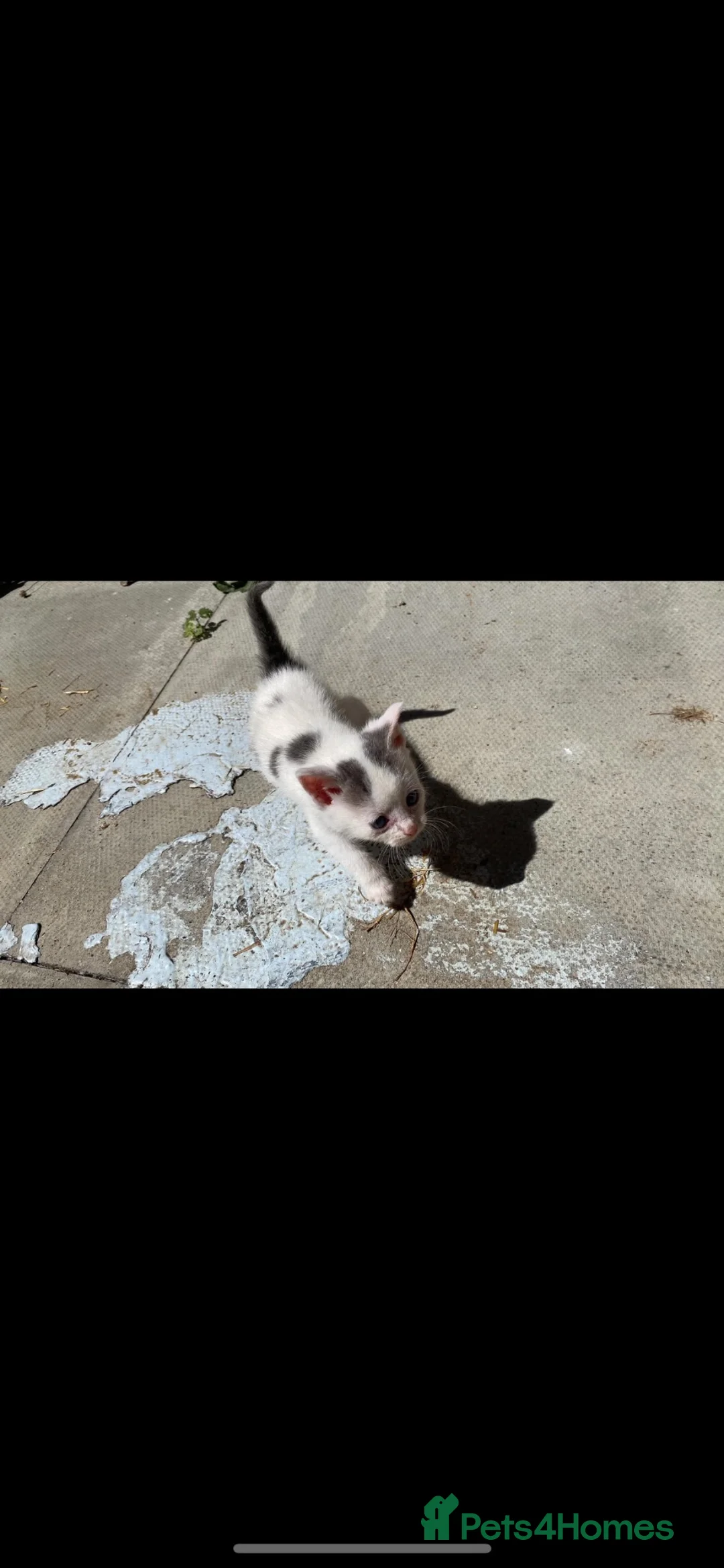 Mixed Breed cats for sale: Tabby cats - Advert 2