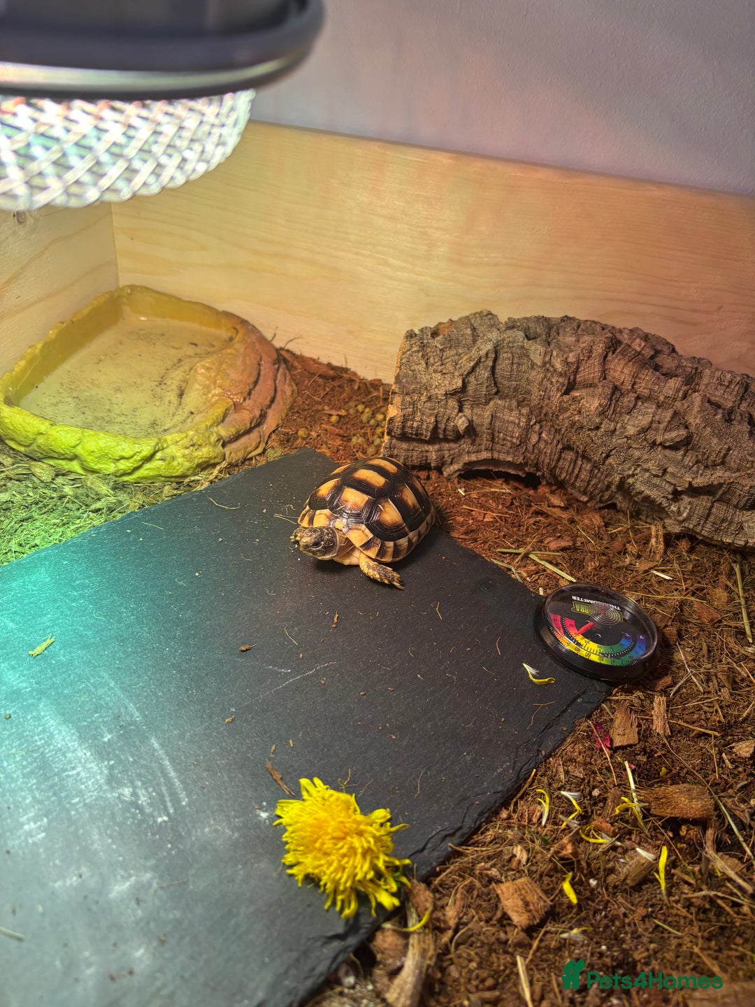 Tortoise reptiles for sale: 2 year old tortoise needs rehoming - Advert 1