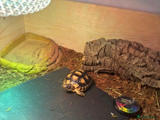 Tortoise reptiles 2 year old tortoise needs rehoming - Advert 2