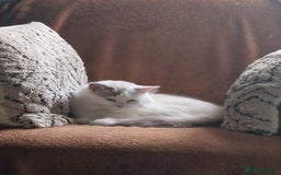 Ragdoll cats for sale: 2 Ragdoll cross kittens - Image 8