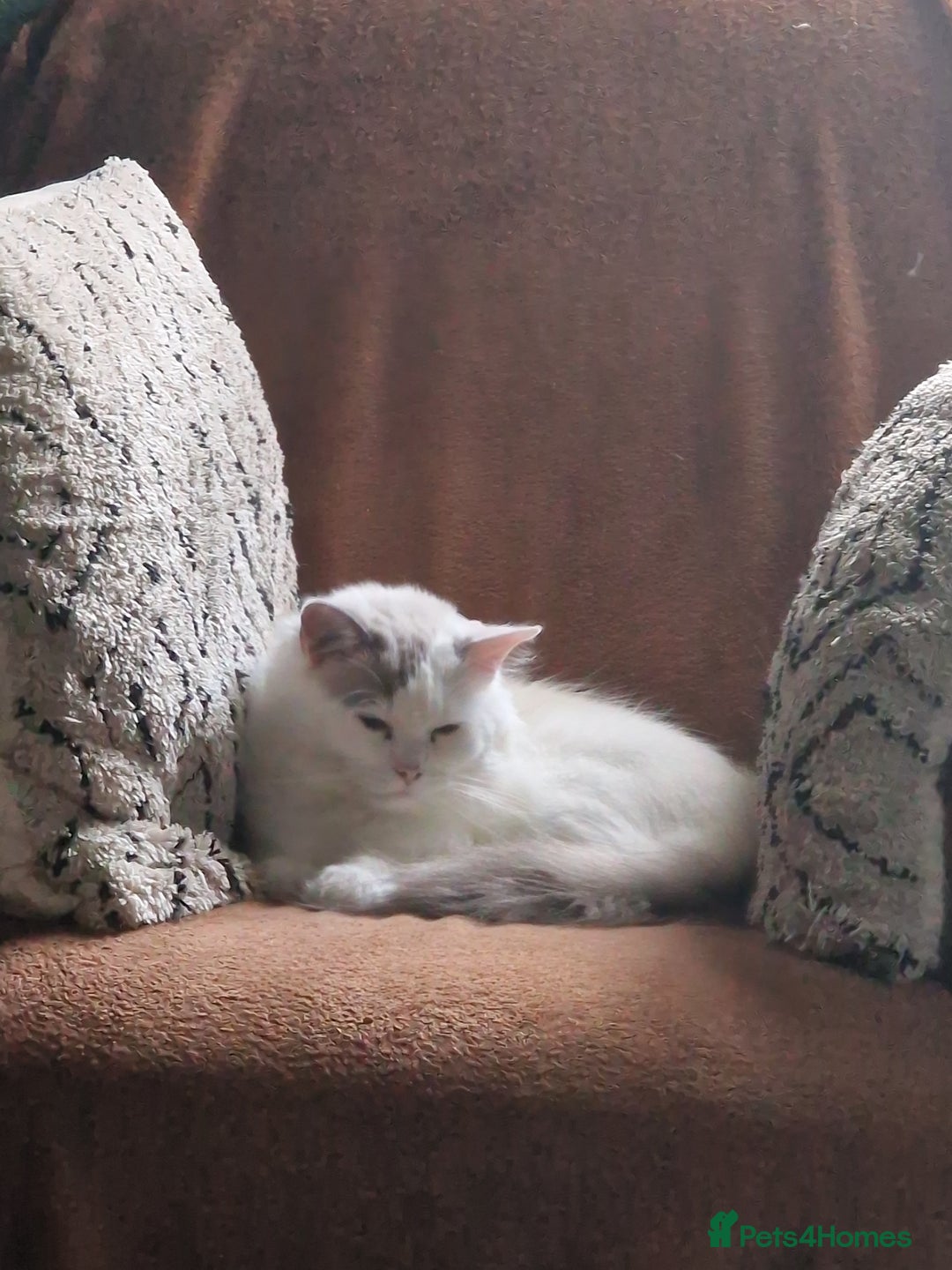 Ragdoll cats for sale: 2 Ragdoll cross kittens - Image 8