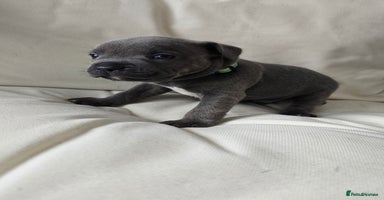 Staffordshire Bull Terrier dogs - Advert 7