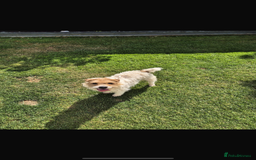 Jack Russell dogs for sale: Jack russel puppies  - Image 14