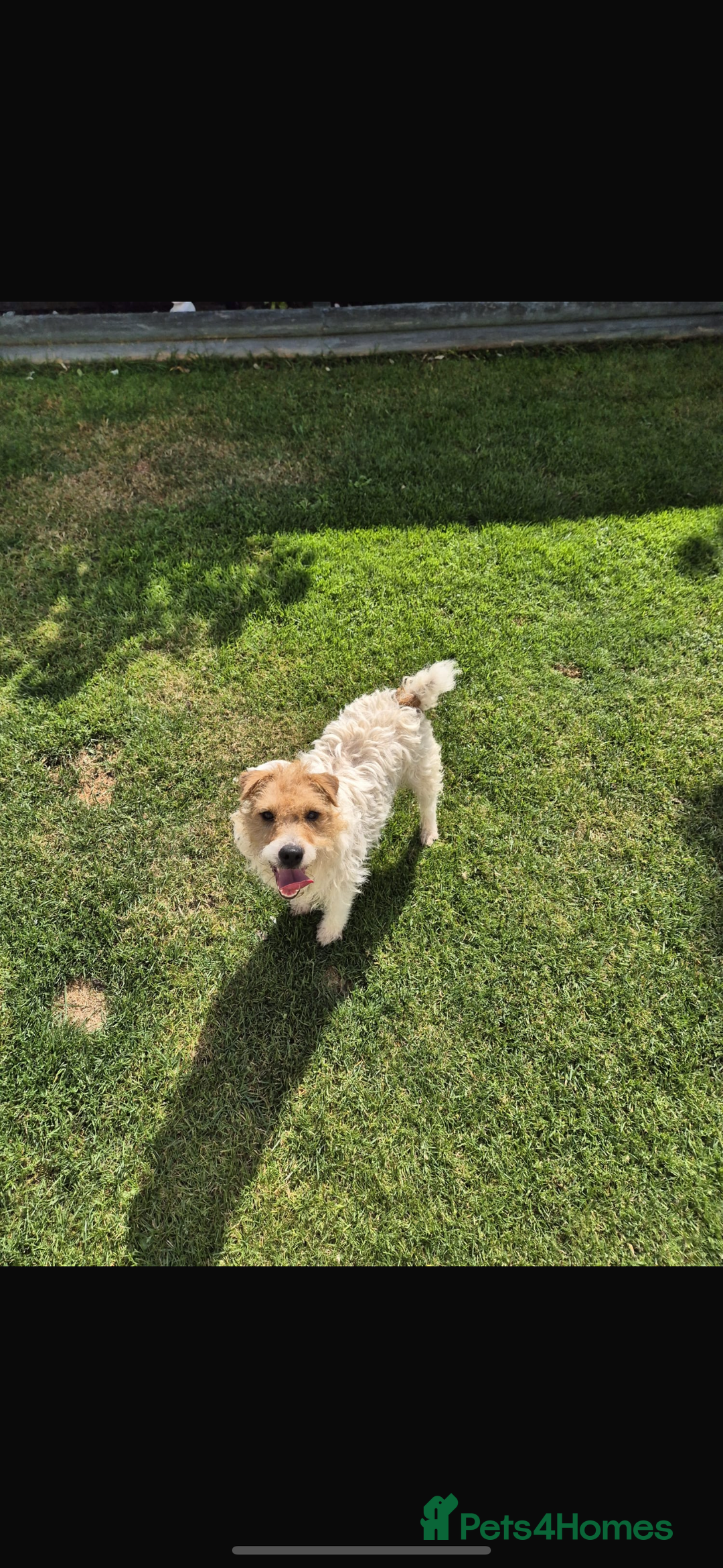 Jack Russell dogs for sale: Jack russel puppies  - Image 14
