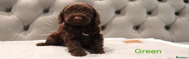 Cockapoo Puppy 1